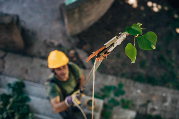 Best Emergency Tree Removal  in Carthage, TX